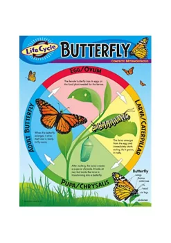 TREND ENTERPRISES INC Inc. T-38151 Chart Life Cycle Of A Butterfly